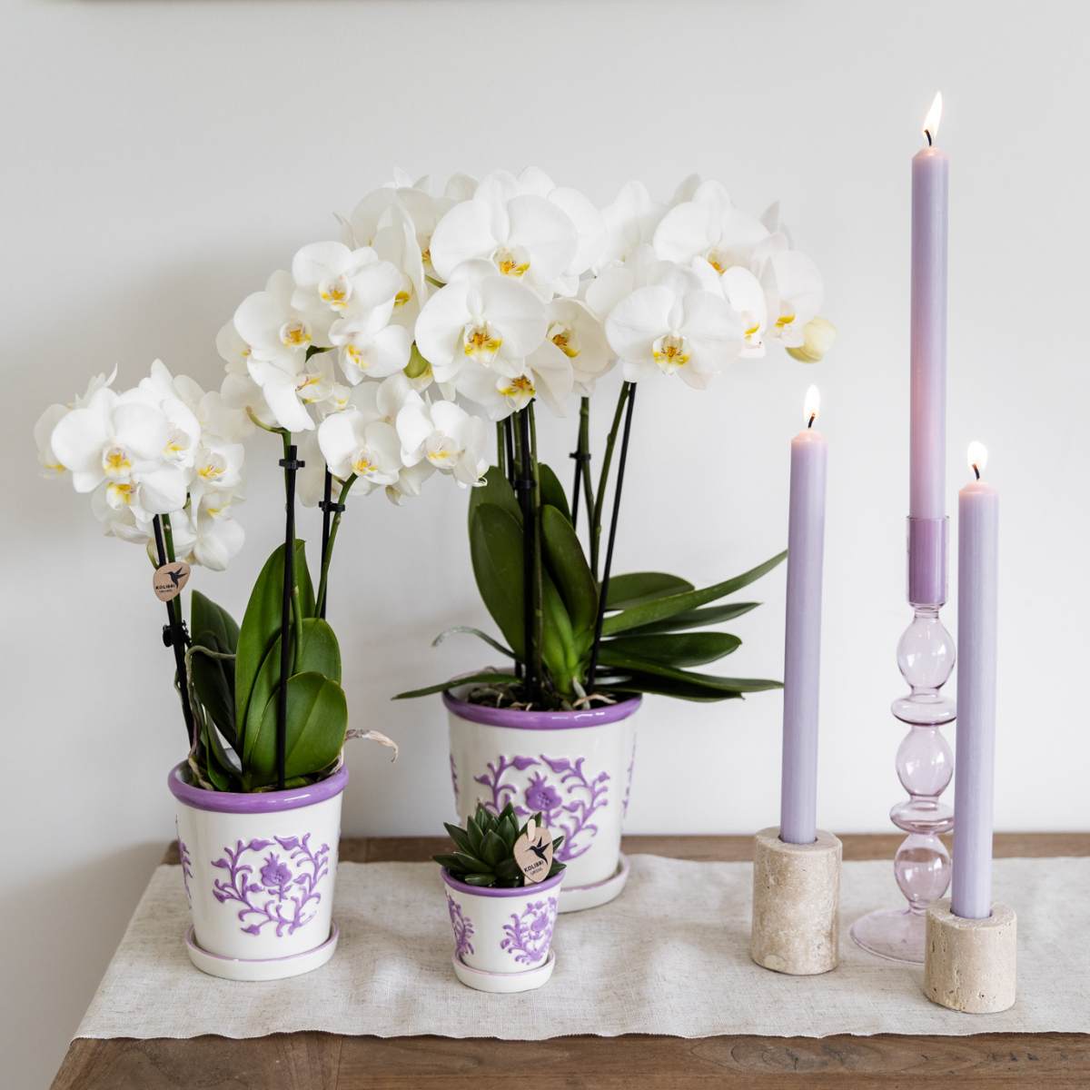 Kolibri Orchids | witte Phalaenopsis orchidee - Amabilis - potmaat Ø9cm | bloeiende kamerplant - vers van de kweker