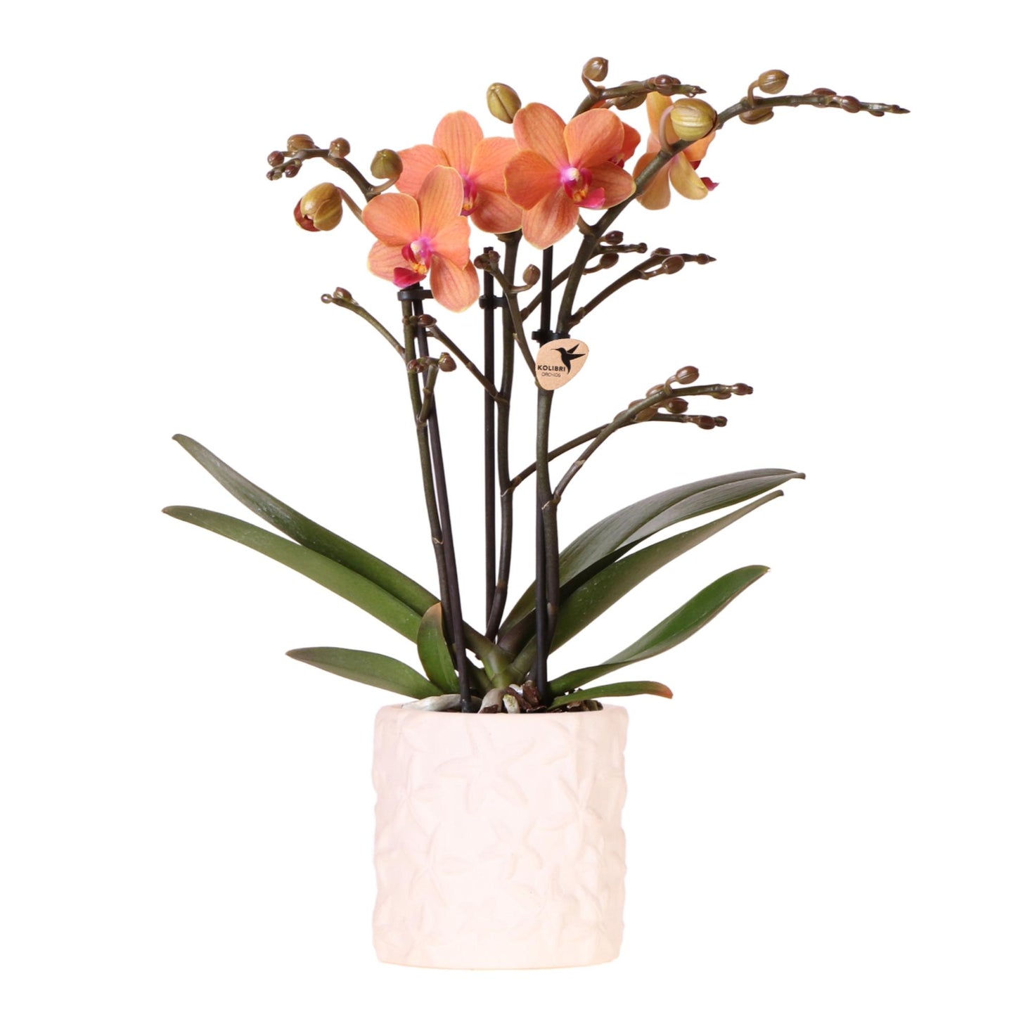 Orchidées Kolibri | Orchidée orange Bolzano + pot décoratif Étoile de mer - Ø 9 cm | Plante d'intérieur fleurie - fraîchement sortie du producteur