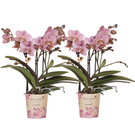 2 Phalaenopsis orchideeën - Treviso - potmaat Ø9cm | COMBI DEAL