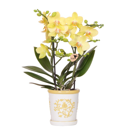 Gele orchidee Albenga + Malaga sierpot geel - potmaat Ø9cm
