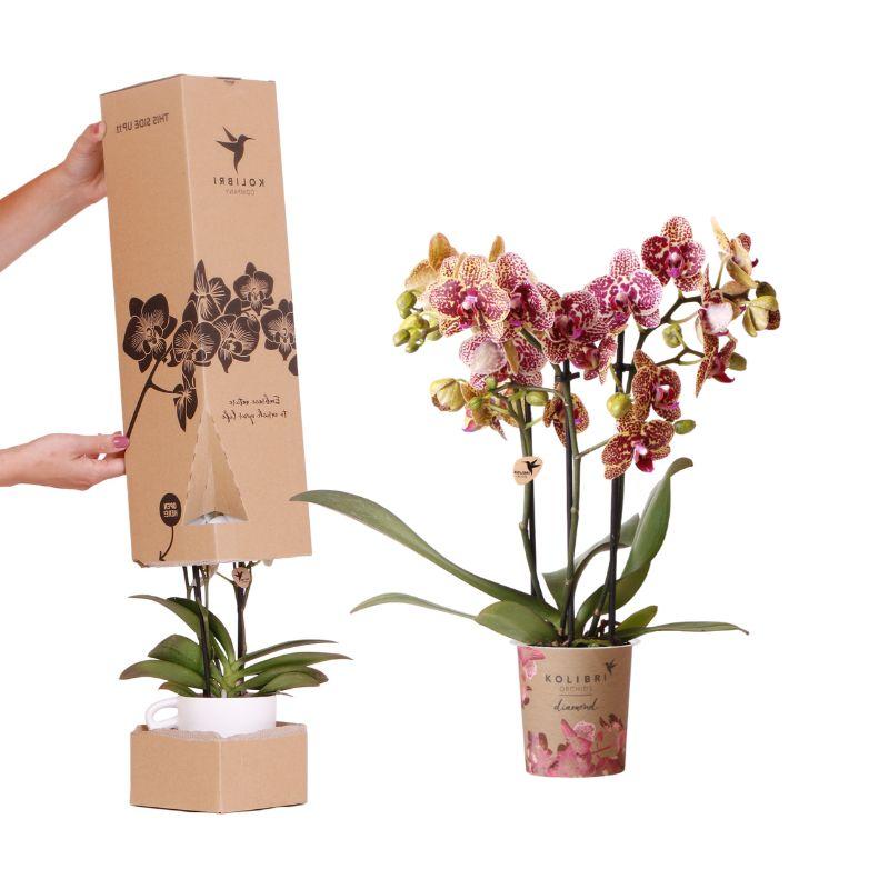 Kolibri Orchids - Surprise Diamond - verrassingsbox met 1x Kolibri Diamond orchidee Ø9cm - vers van de kweker