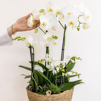 Kolibri Orchids | witte plantenset in Cotton Basket incl. waterreservoir | drie witte orchideeën en drie groene planten | Field Bouquet wit met zelfvoorzienend waterreservoir