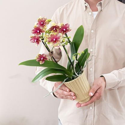 Oranje gele phalaenopsis orchidee potmaat Ø9cm - Grosseto