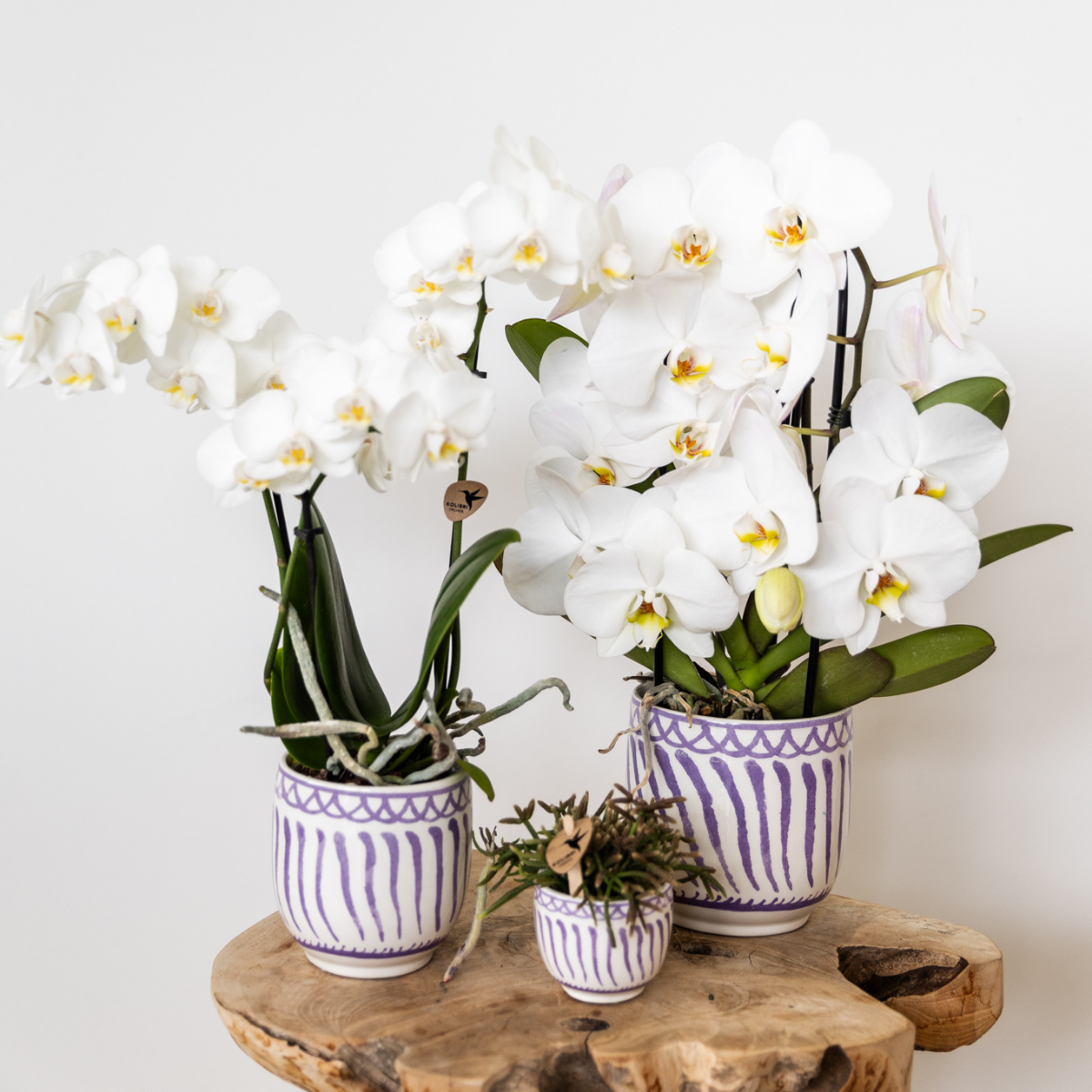 Kolibri Orchids | witte Phalaenopsis orchidee - Amabilis - potmaat Ø9cm | bloeiende kamerplant - vers van de kweker