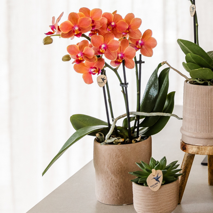 Set van orchidee Bolzano en succulenten in keramieken sierpotten - potmaat Ø9cm & Ø6cm