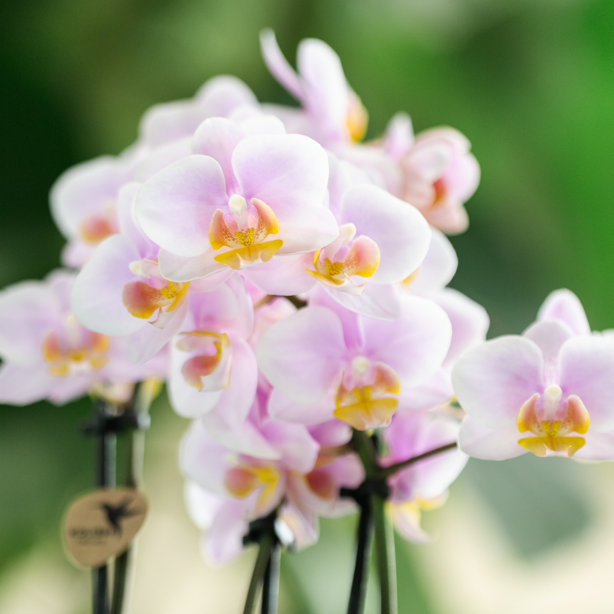 Orchidées Kolibri | Coffret cadeau « Méditerranée Sunset » petit format | Plante verte avec orchidée Phalaenopsis rose Andorre dans des pots décoratifs à rayures peintes sur un plateau blanc en matière organique