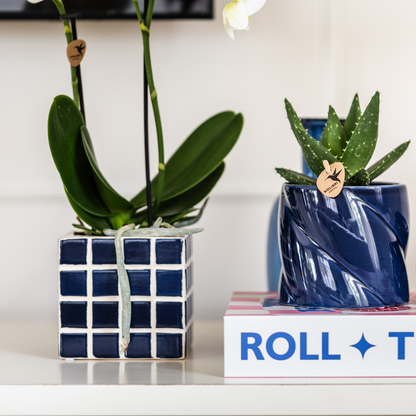 Kolibri Orchids | Witte phalaenopsis orchidee Amabilis + Mosa sierpot blauw - potmaat Ø9cm | bloeiende kamerplant - vers van de kweker