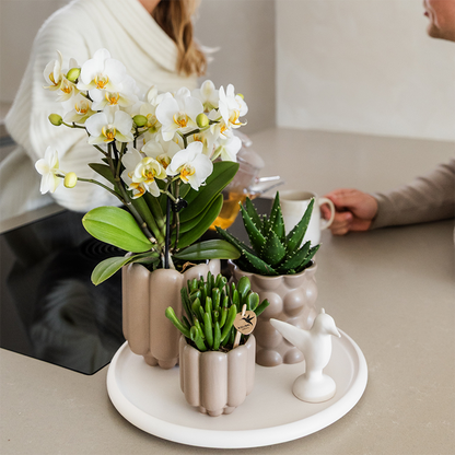 Gift Set Slow Living | Witte orchidee met groene planten in keramieken sierpotten