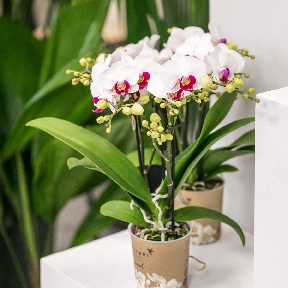Kolibri Orchids | Witte Phalaenopsis orchidee - Mineral Gibraltar -  potmaat Ø9cm | bloeiende kamerplant - vers van de kweker