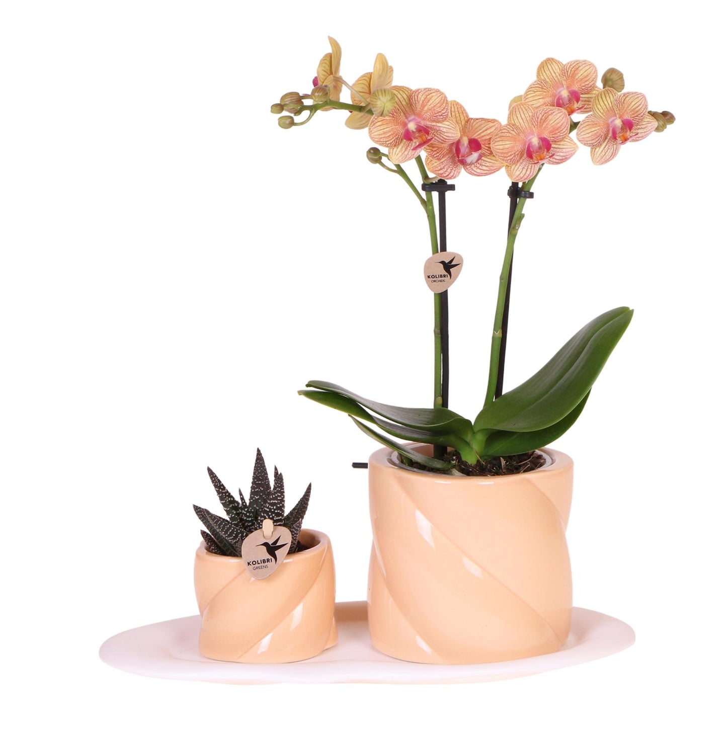 Orchidées colibri | Coffret cadeau Optimisme petite pêche | Plante verte avec orchidée Phalaenopsis orange dans des pots décoratifs couleur bonbon sur un plateau blanc en matière organique