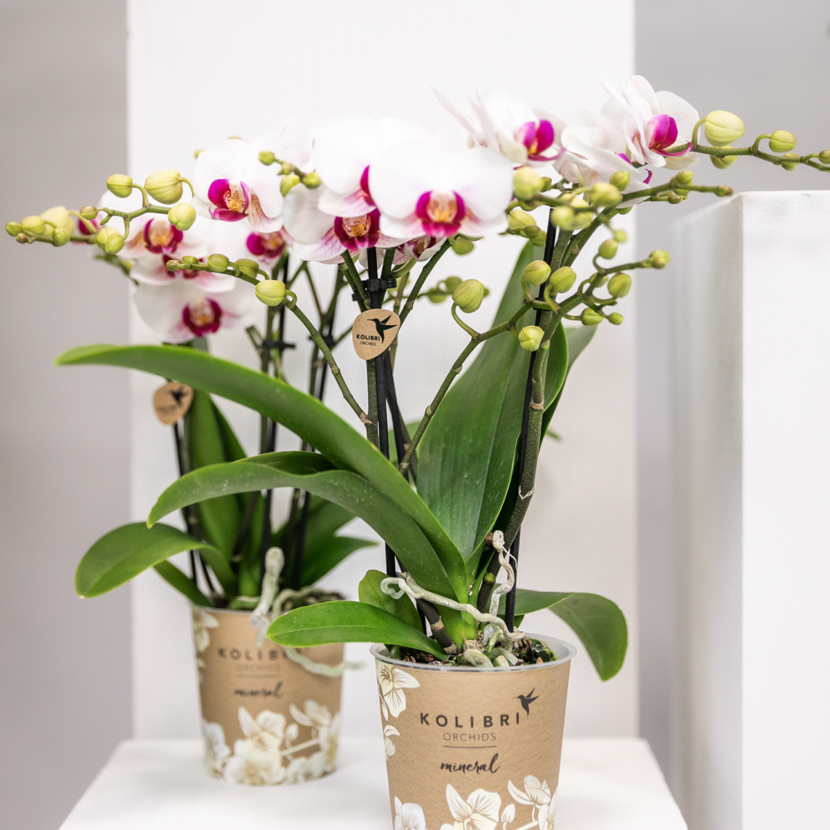 Kolibri Orchids | Witte Phalaenopsis orchidee - Mineral Gibraltar -  potmaat Ø9cm | bloeiende kamerplant - vers van de kweker