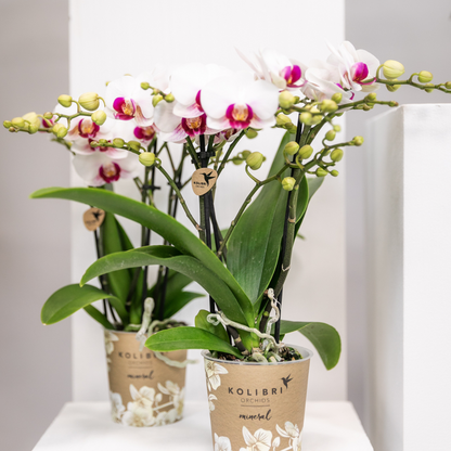 Kolibri Orchids | Witte Phalaenopsis orchidee - Mineral Gibraltar -  potmaat Ø9cm | bloeiende kamerplant - vers van de kweker