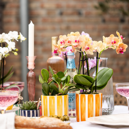 Kolibri Orchids | oranje Phalaenopsis orchidee - Jamaica + Painted Stripe pot oranje - potmaat Ø9cm | bloeiende kamerplant - vers van de kweker
