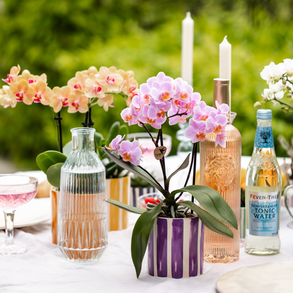 Kolibri Orchids | oranje Phalaenopsis orchidee potmaat Ø9cm | Jamaica | bloeiende kamerplant - vers van de kweker