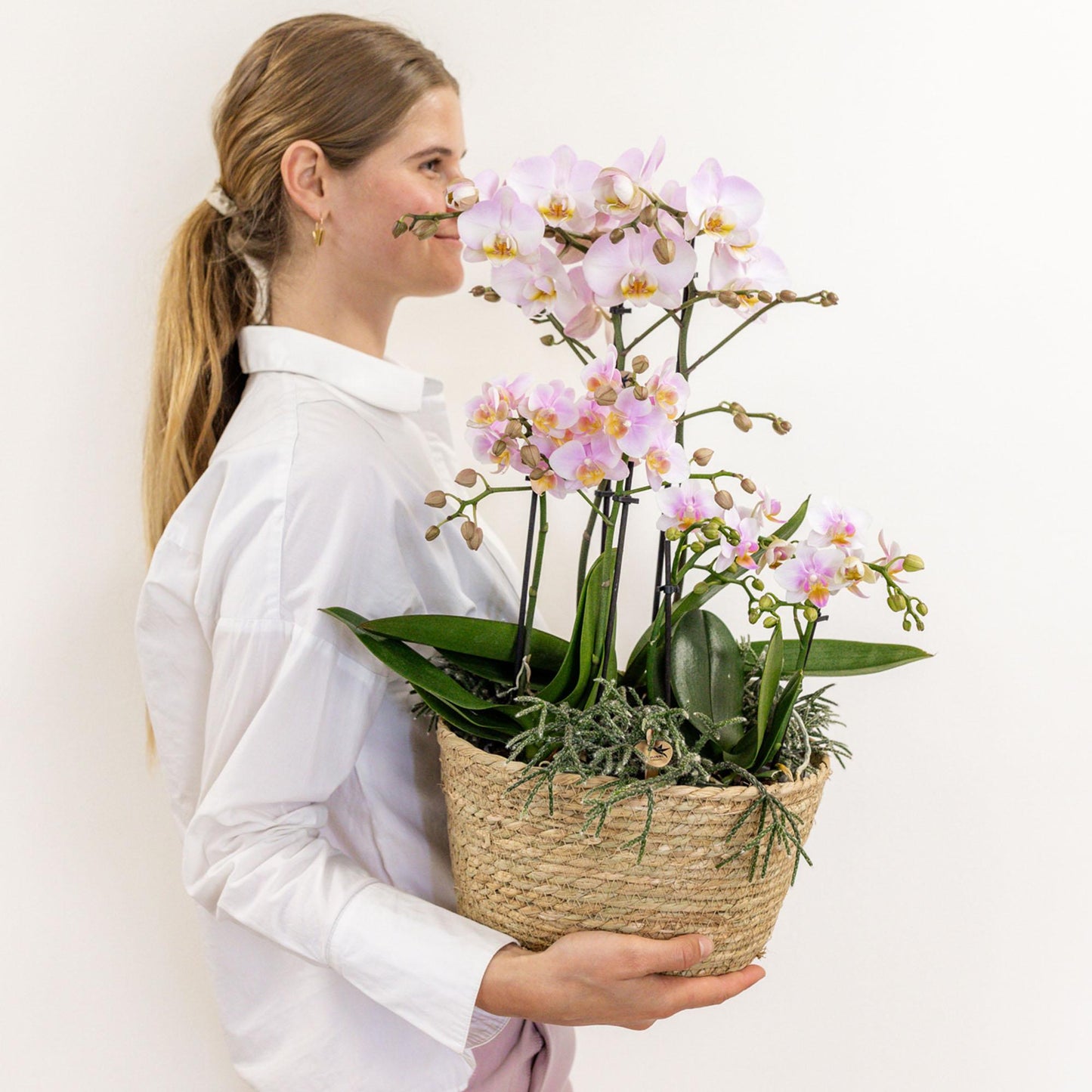 Kolibri Orchids | roze plantenset in Cotton Basket incl. waterreservoir | drie roze orchideeën en drie groene planten | Field Bouquet roze met zelfvoorzienend waterreservoir