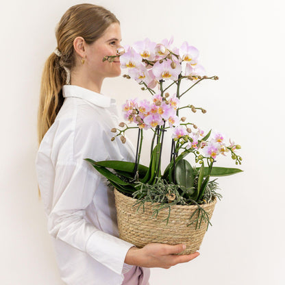 Kolibri Orchids | roze plantenset in Cotton Basket incl. waterreservoir | drie roze orchideeën en drie groene planten | Field Bouquet roze met zelfvoorzienend waterreservoir