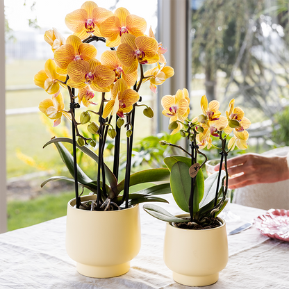 Orchidée Phalaenopsis jaune - Lima - pot Ø9cm