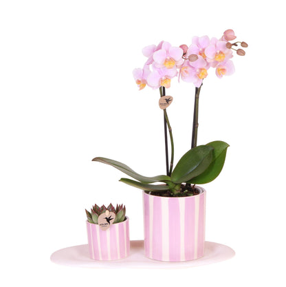 Orchidées Kolibri | Coffret cadeau « Méditerranée Sunset » petit format | Plante verte avec orchidée Phalaenopsis rose Andorre dans des pots décoratifs à rayures peintes sur un plateau blanc en matière organique