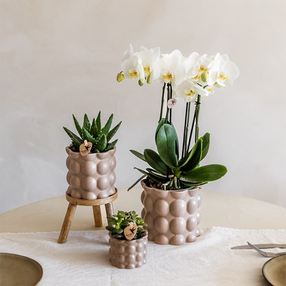Plantenset Cotton zand - Groene planten met witte Phalaenopsis orchidee Ghent in keramieken sierpotten