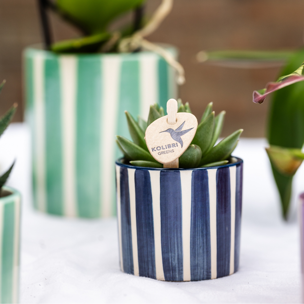 Set van orchidee Lima en succulenten in keramieken sierpotten - potmaat Ø9cm & Ø6cm