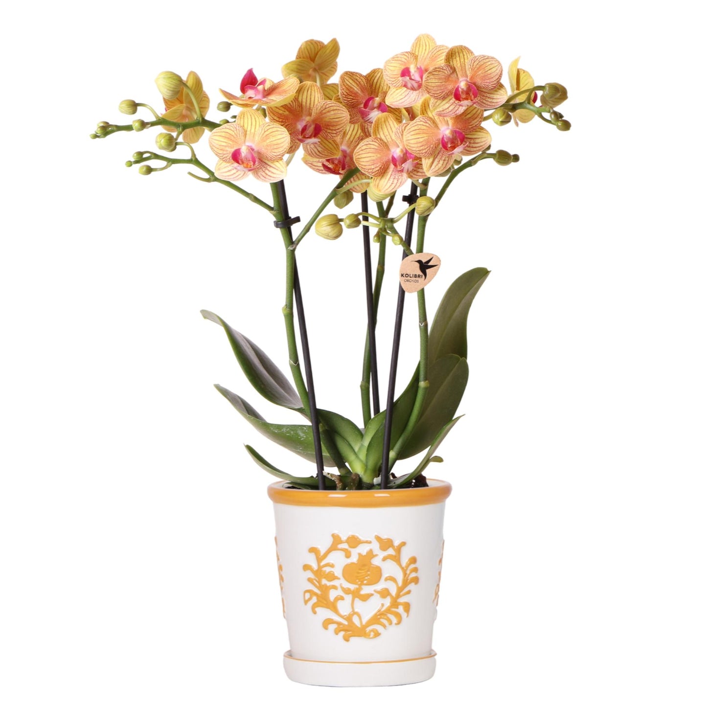 Orchidées Kolibri | Orchidée orange Jamaïque + pot décoratif Malaga orange - taille du pot Ø9 cm | plante d'intérieur fleurie - fraîchement récoltée