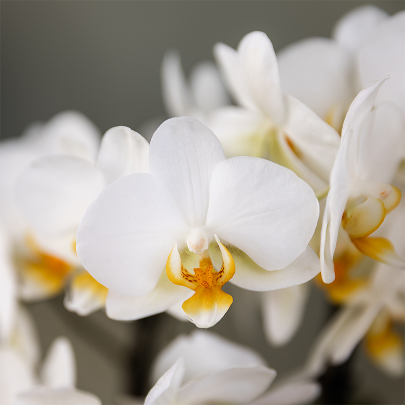Planten cadeau - veel succes |  Orchidee met pot, kaart & cadeautas