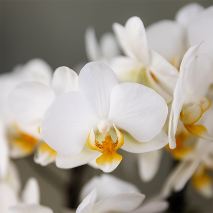 Planten cadeau - veel succes |  Orchidee met pot, kaart & cadeautas