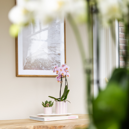 Orchidées Kolibri | Coffret cadeau « Méditerranée Sunset » petit format | Plante verte avec orchidée Phalaenopsis rose Andorre dans des pots décoratifs à rayures peintes sur un plateau blanc en matière organique