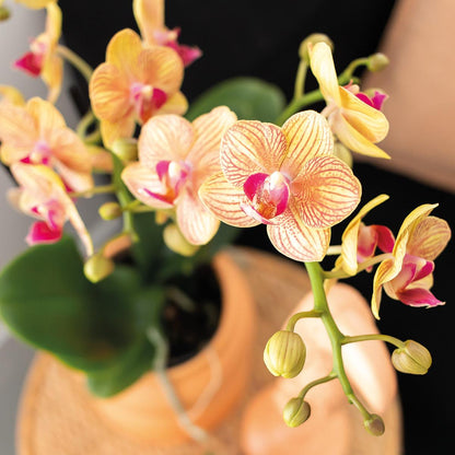 Orchidées colibri | Coffret cadeau Optimisme petite pêche | Plante verte avec orchidée Phalaenopsis orange dans des pots décoratifs couleur bonbon sur un plateau blanc en matière organique