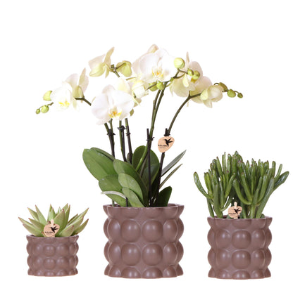 Plantenset Cotton bruin | Witte orchidee met planten in keramieken sierpotten