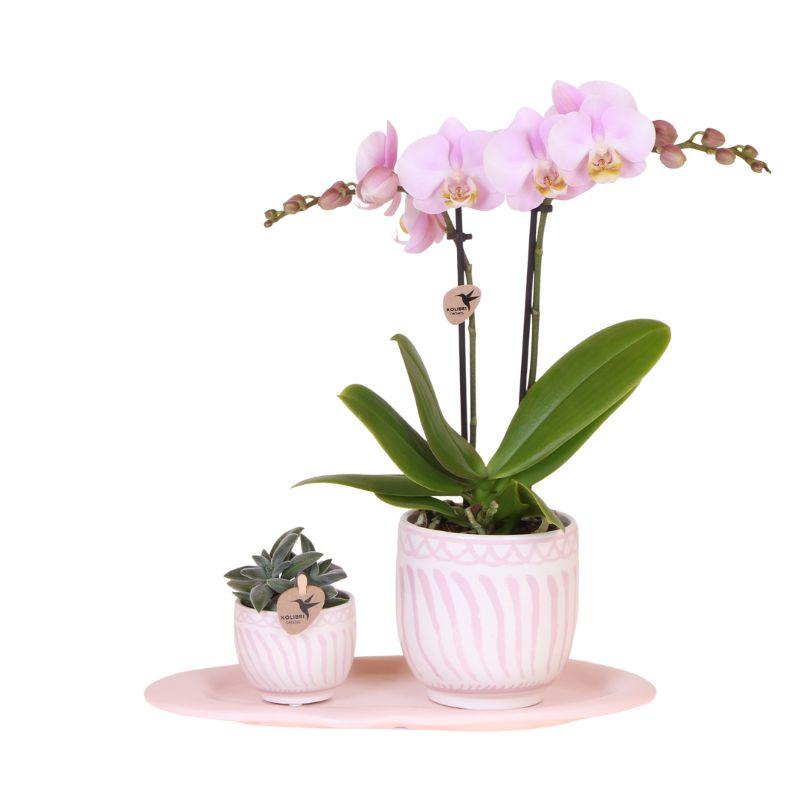 Orchidées Kolibri | Coffret cadeau Granada rose | Plante verte avec orchidée Phalaenopsis rose dans des pots décoratifs Granada sur un plateau bio rose