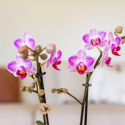 Roze phalaenopsis orchidee potmaat Ø9cm - Switzerland