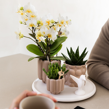 Gift Set Slow Living | Witte orchidee met groene planten in keramieken sierpotten