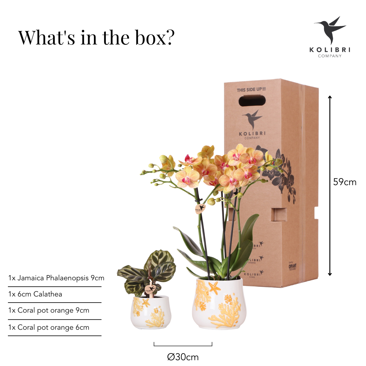 Kolibri Company - Planten set Coral Oranje | Set met oranje Phalaenopsis orchidee Jamaica Ø9cm en groene plant Calathea Ø6cm | incl. oranje keramieken sierpotten