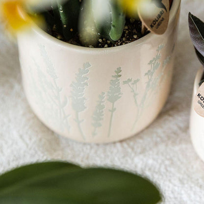 Kolibri Orchids | Gele orchidee Mexico + Floral sierpot lichtblauw - potmaat Ø9cm | bloeiende kamerplant - vers van de kweker