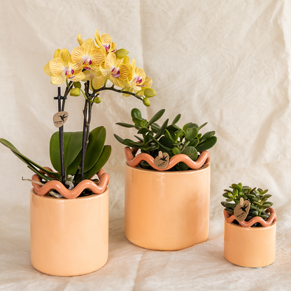 Orchidée Phalaenopsis jaune - Lima - pot Ø9cm