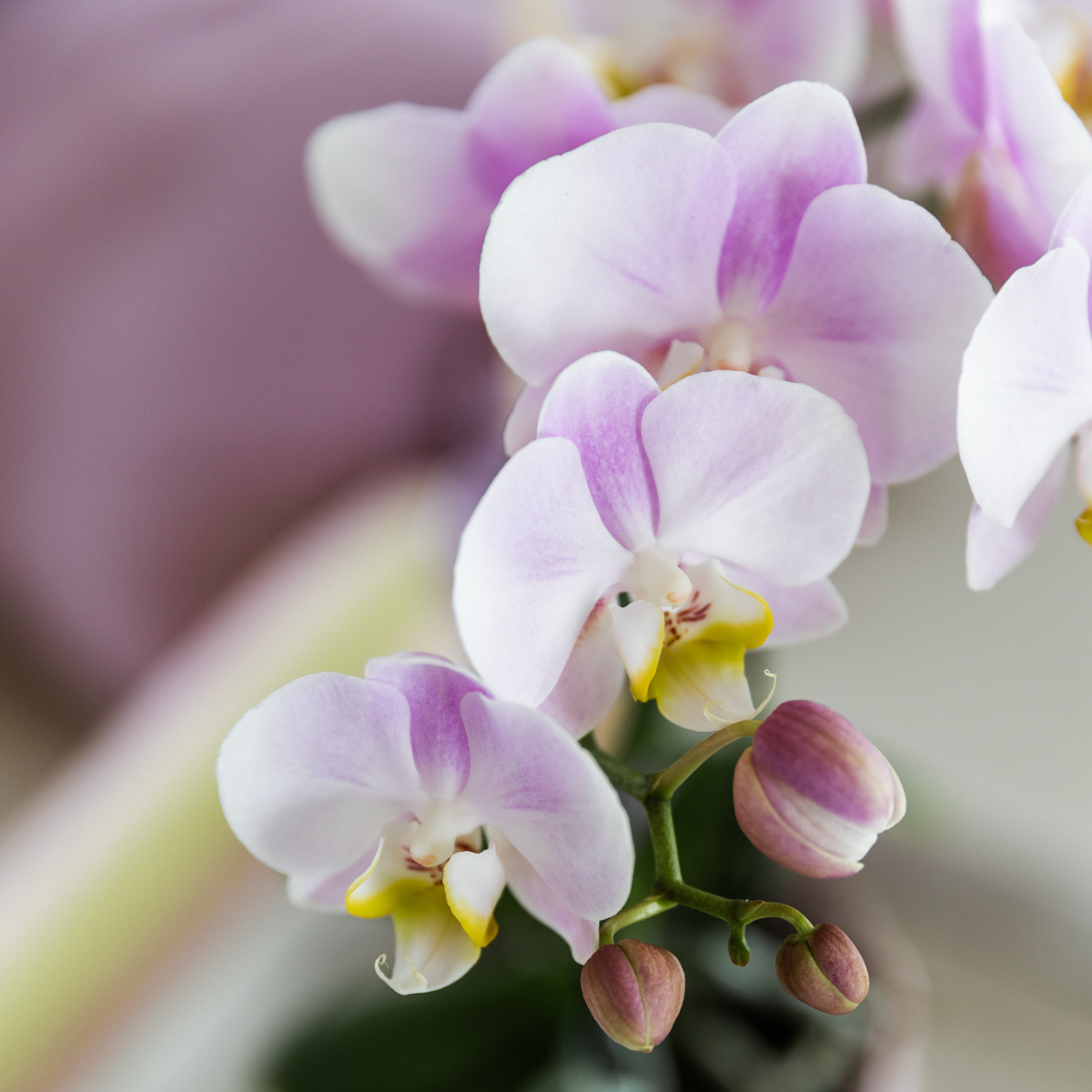Kolibri Orchids | Gift set Pasen Big | Groene plant met roze Phalaenopsis orchidee in Simplicity sierpotten roze op bamboe plate