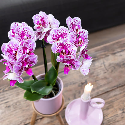Roze paarse phalaenopsis orchidee potmaat Ø9cm | El Salvador