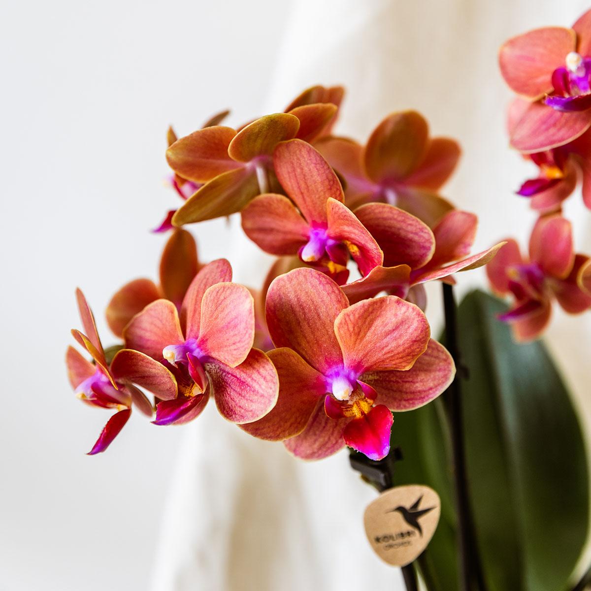 Orchidées Kolibri | Orchidée orange Bolzano + pot décoratif Étoile de mer - Ø 9 cm | Plante d'intérieur fleurie - fraîchement sortie du producteur