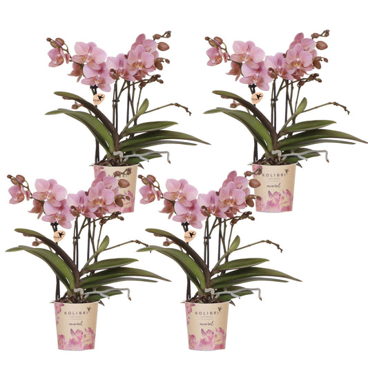 4 orchideeën - Treviso - potmaat Ø9cm | COMBI-DEAL
