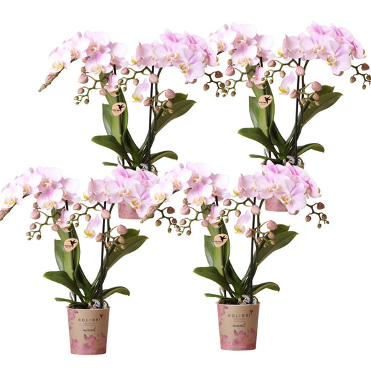 4 Phalaenopsis orchideeën - Portugal - potmaat Ø9cm | COMBI DEAL