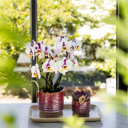Gift set Aura - Roze Phalaenopsis orchidee Congo met groene plant in Aura sierpotten op bamboe dienblad