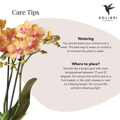 Orchidées colibri | Coffret cadeau Optimisme petite pêche | Plante verte avec orchidée Phalaenopsis orange dans des pots décoratifs couleur bonbon sur un plateau blanc en matière organique