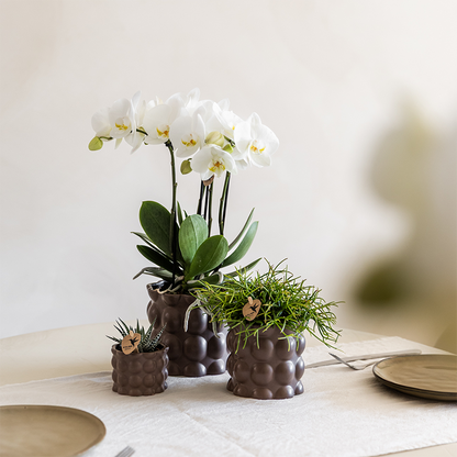 Plantenset Cotton bruin | Witte orchidee met planten in keramieken sierpotten