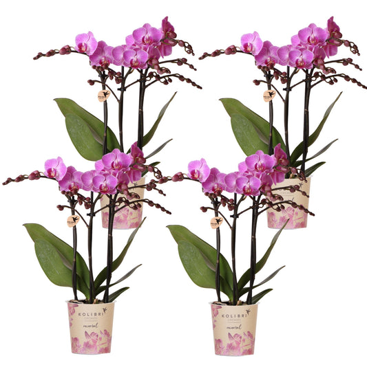 4 Phalaenopsis orchideeën - Vienna - potmaat Ø9cm | COMBI DEAL