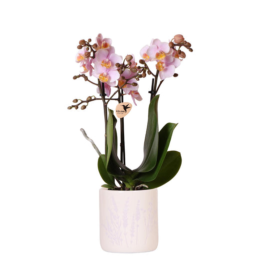 Kolibri Orchids | Roze orchidee Andorra + Floral sierpot lavendel - potmaat Ø9cm | bloeiende kamerplant - vers van de kweker