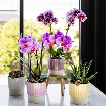 Paars roze phalaenopsis orchidee potmaat Ø9cm - Frederikstad