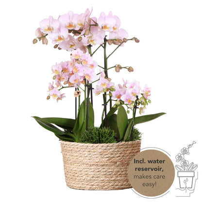 Kolibri Orchids | roze plantenset in Reed Basket incl. waterreservoir | drie roze orchideeën en drie groene planten | Field Bouquet roze met zelfvoorzienend waterreservoir