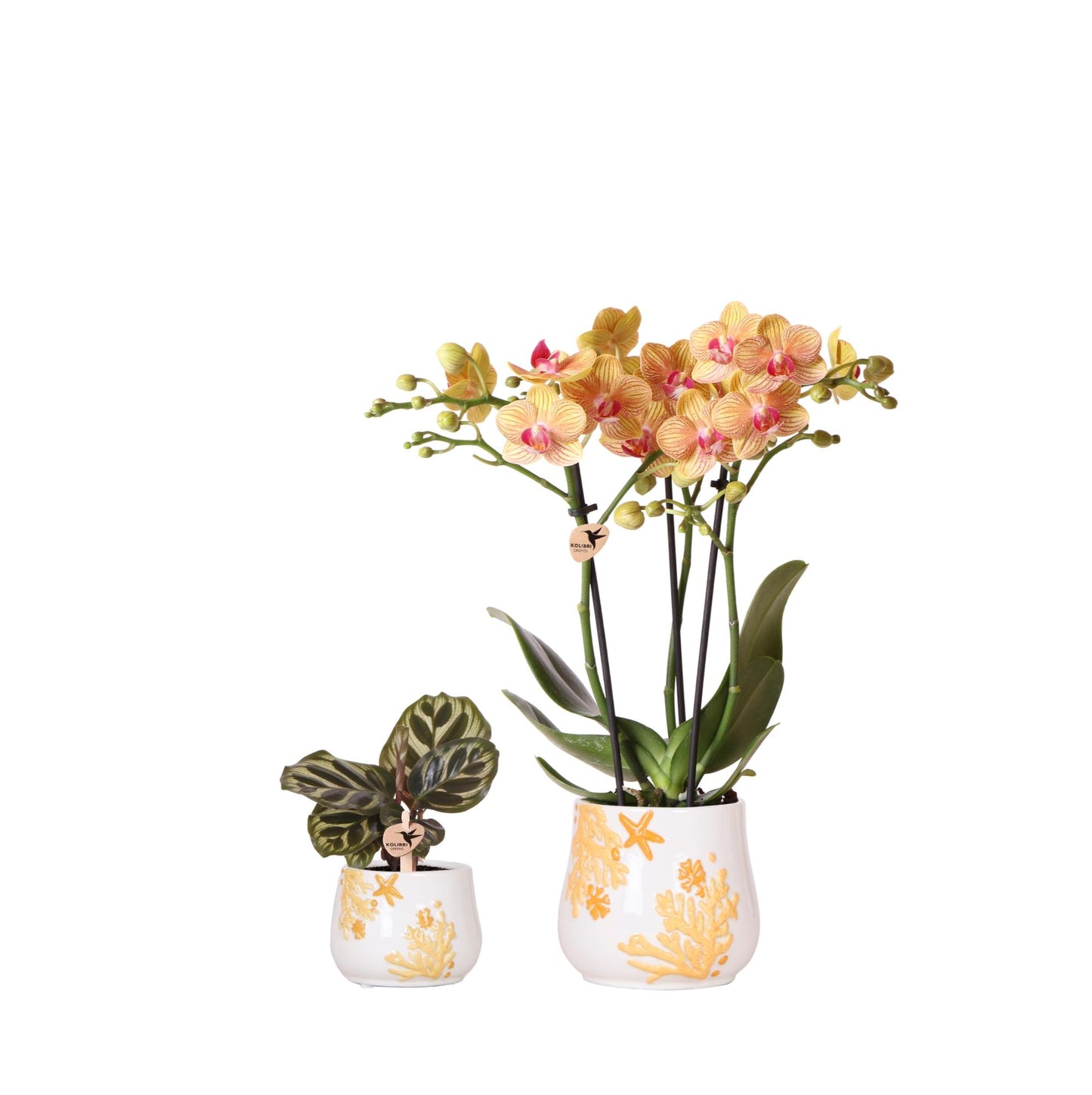Kolibri Company - Planten set Coral Oranje | Set met oranje Phalaenopsis orchidee Jamaica Ø9cm en groene plant Calathea Ø6cm | incl. oranje keramieken sierpotten