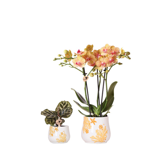 Kolibri Company - Planten set Coral Oranje | Set met oranje Phalaenopsis orchidee Jamaica Ø9cm en groene plant Calathea Ø6cm | incl. oranje keramieken sierpotten